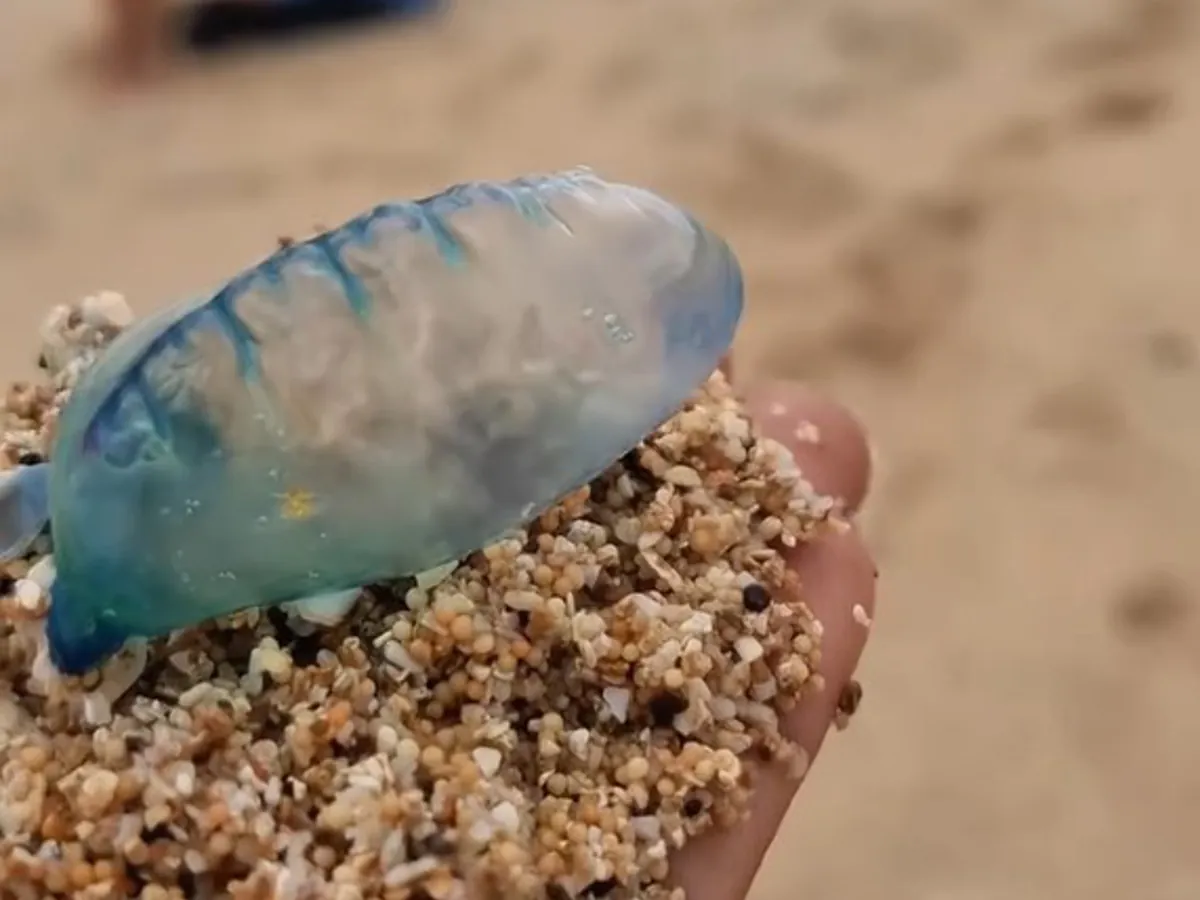 Five Stung by Venomous Jellyfish Off Gunungkidul